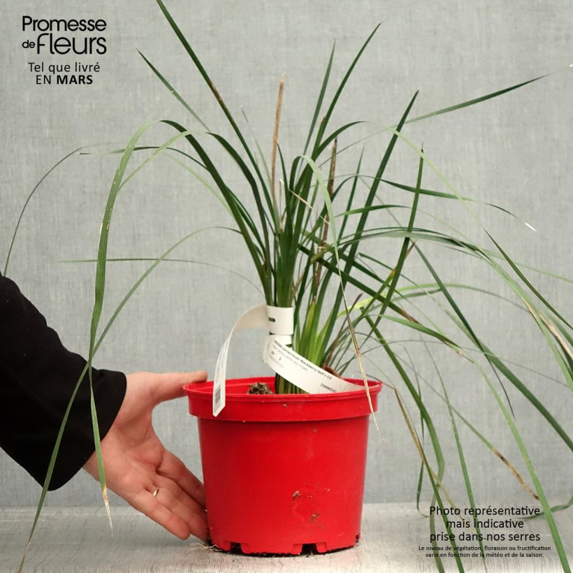 Exemplaar van Dierama pulcherrimum Blackbird - Engelenhengel Pot van 2 l/3 l zoals geleverd in de lente