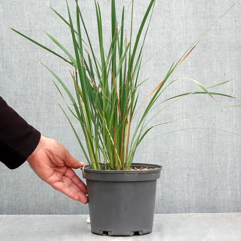 Exemplaar van Dierama igneum - Engelenhengel Pot van 2 l/3 l zoals geleverd in de herfst