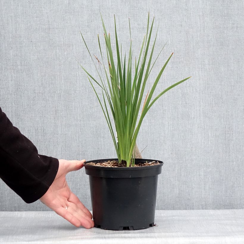 Exemplaar van Dierama igneum - Engelenhengel Pot van 2 l/3 l zoals geleverd in de winter