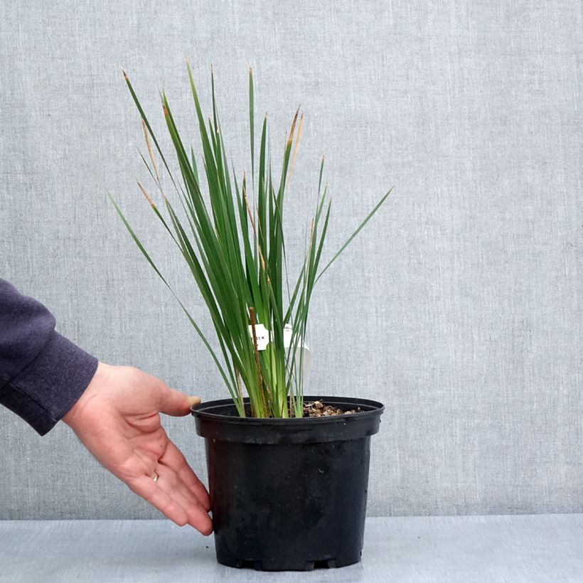 Exemplaar van Dierama igneum - Engelenhengel Pot van 2 l/3 l zoals geleverd in de lente