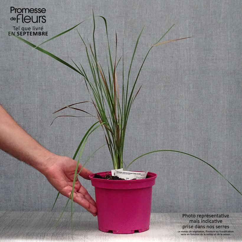 Exemplaar van Dierama Pink Rocket - Engelenhengel Pot van 2 l/3 l zoals geleverd in de herfst
