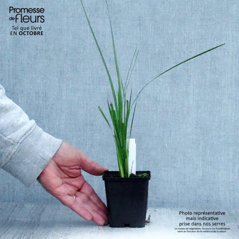 Exemplaar van Dierama pulcherrimum - Engelenhengel Kweekpotje van 8/9 cm zoals geleverd in de herfst