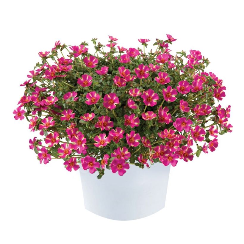 Portulaca Campino Twist Pink - Postelein (Groeiplaats)