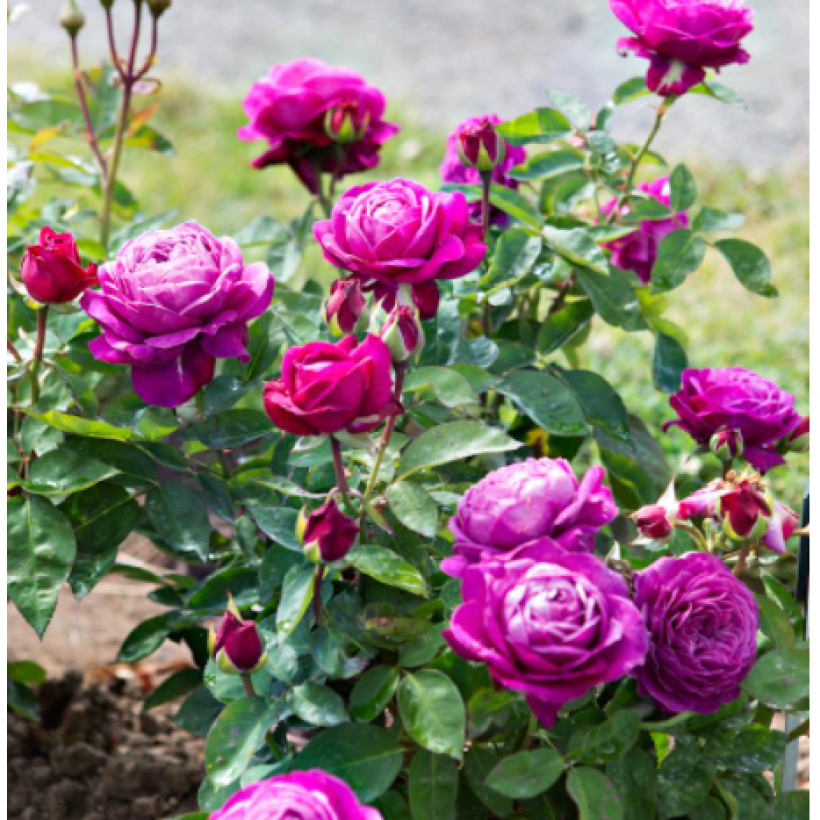 Rosa Heidi Klum Rose - Trosroos (Groeiplaats)