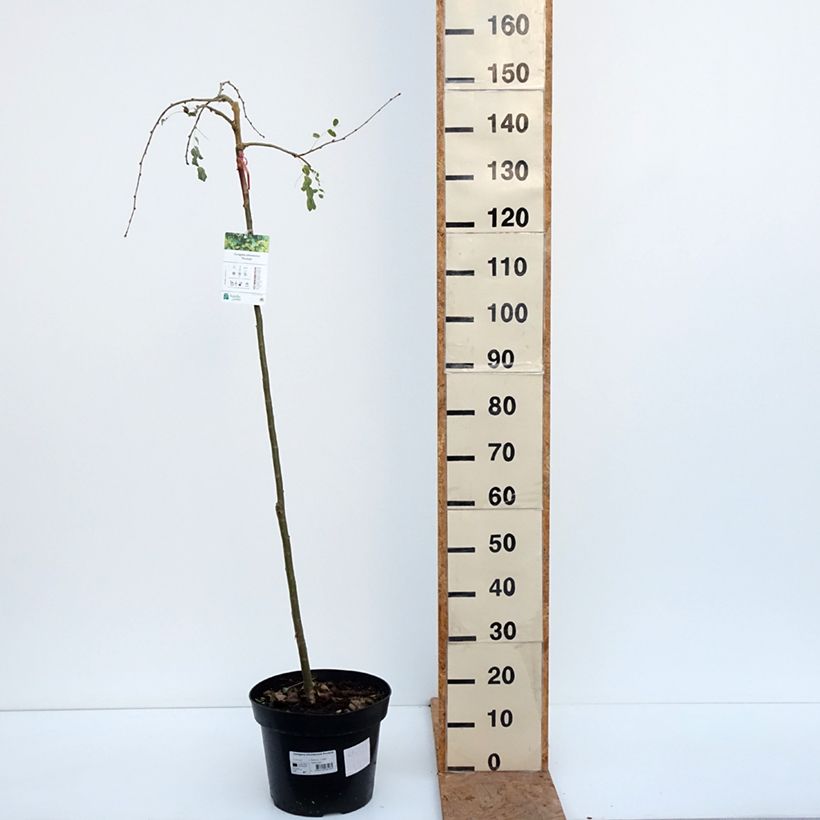 Exemplaar van Caragana arborescens Pendula - Erwtenstruik Pot van 4 l/5 l, Stengel zoals geleverd in de herfst