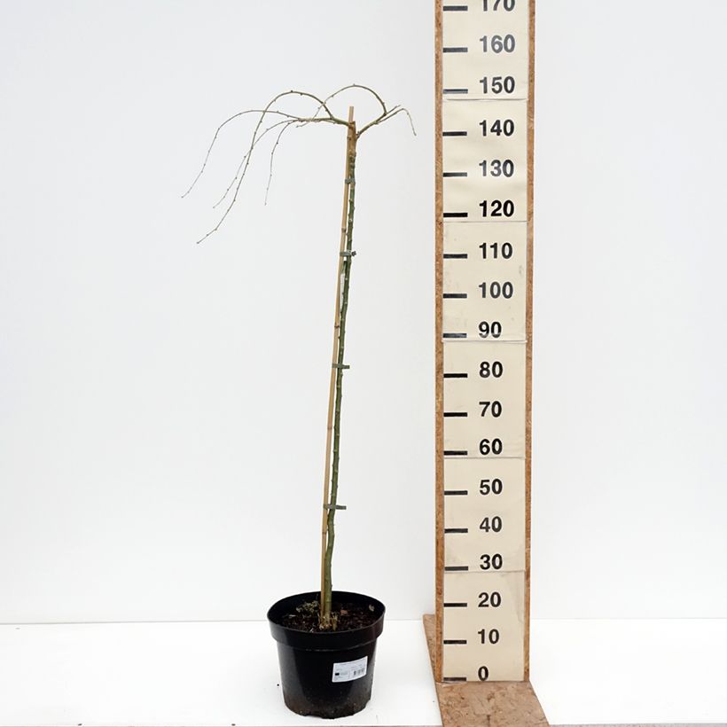 Exemplaar van Caragana arborescens Pendula - Erwtenstruik Pot van 7,5 l/10 l, Stengel zoals geleverd in de winter