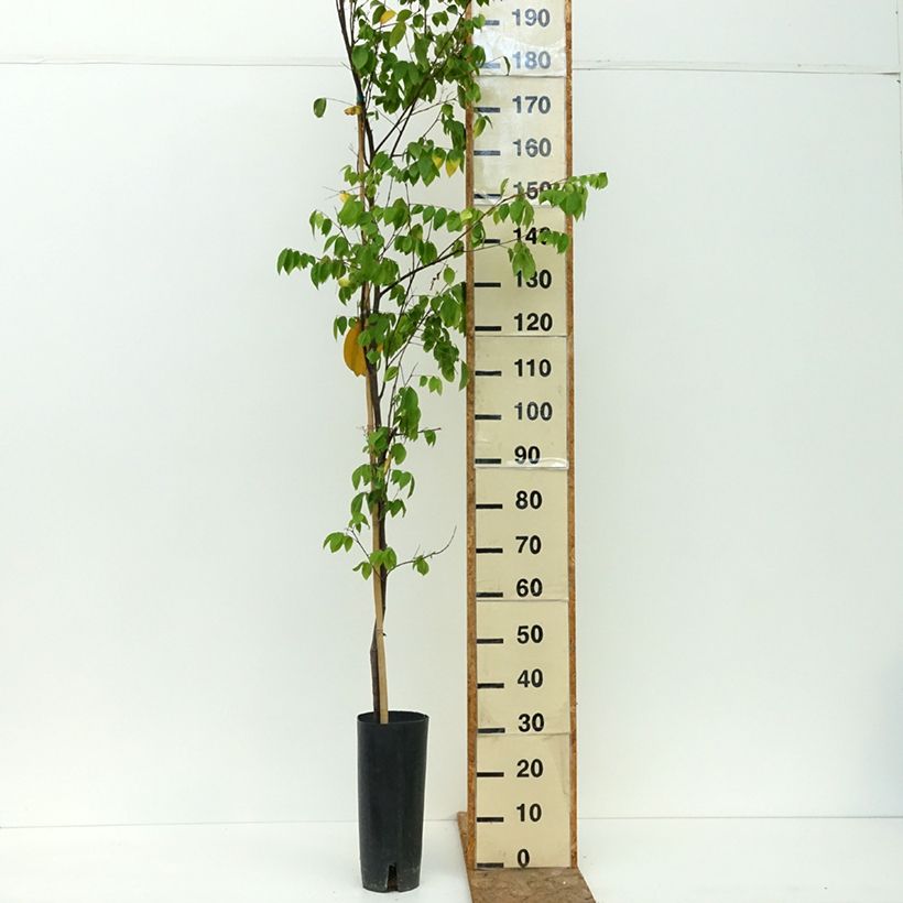 Exemplaar van Stervrucht - Averrhoa carambola Arkin Pot van 6 l/7 l zoals geleverd in de zomer