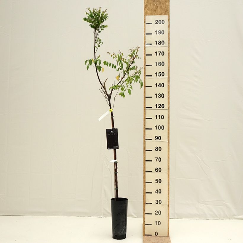 Example of Stervrucht - Averrhoa carambola Arkin Pot van 6 l/7 l as you get in printemps