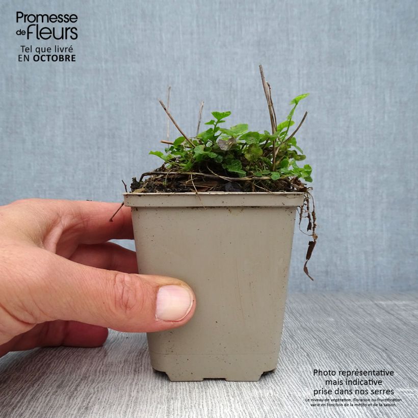Exemplaar van Cardamine pratensis - Pinksterbloem Kweekpotje van 8/9 cm zoals geleverd in de herfst