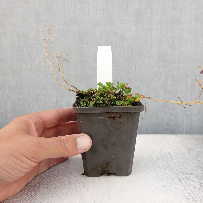 Exemplaar van Cardamine pratensis Flore Pleno - Pinksterbloem Kweekpotje van 8/9 cm zoals geleverd in de zomer
