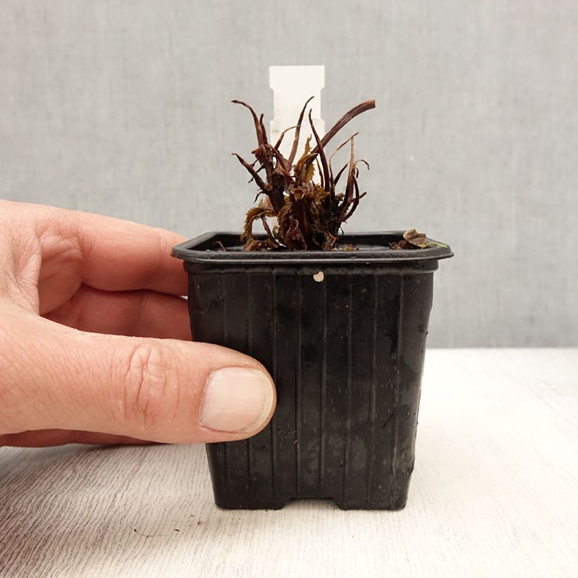 Exemplaar van Cardiandra Bunches of the Sky Kweekpotje van 8/9 cm zoals geleverd in de lente