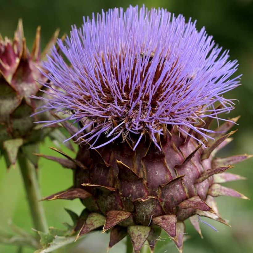 Cynara cardunculus - Kardoen (Bloei)