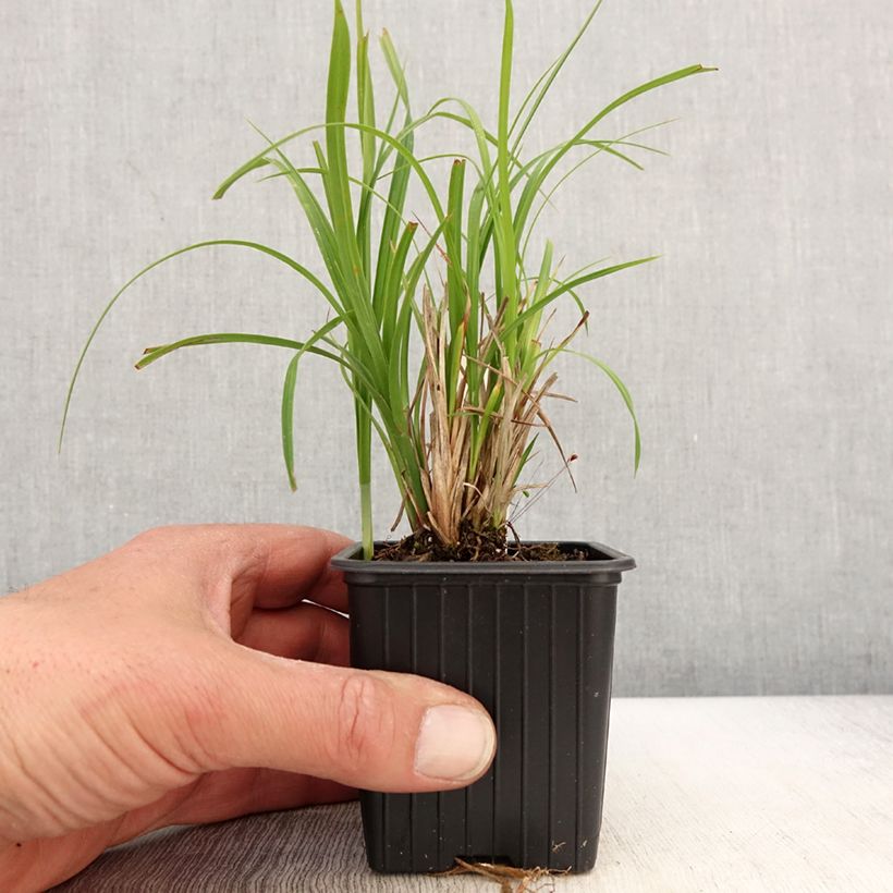 Exemplaar van Carex acuta - Moeraszegge Kweekpotje van 8/9 cm zoals geleverd in de lente