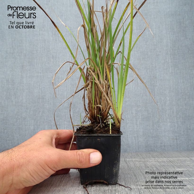 Exemplaar van Carex acutiformis - Moeraszegge Kweekpotje van 8/9 cm zoals geleverd in de herfst
