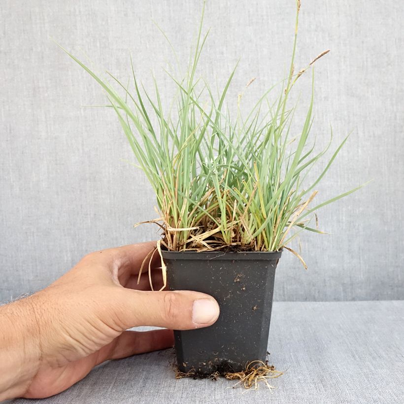 Exemplaar van Carex atrata - Zegge Kweekpotje van 8/9 cm zoals geleverd in de zomer