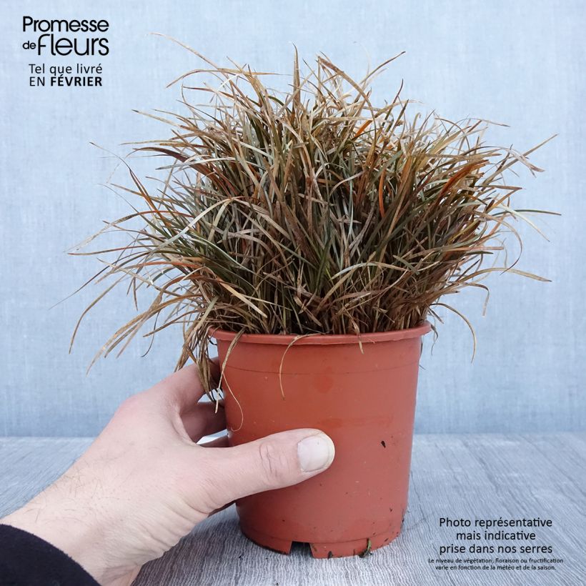 Exemplaar van Carex berggrenii - Zegge Pot van 1 l/1,5 l zoals geleverd in de winter