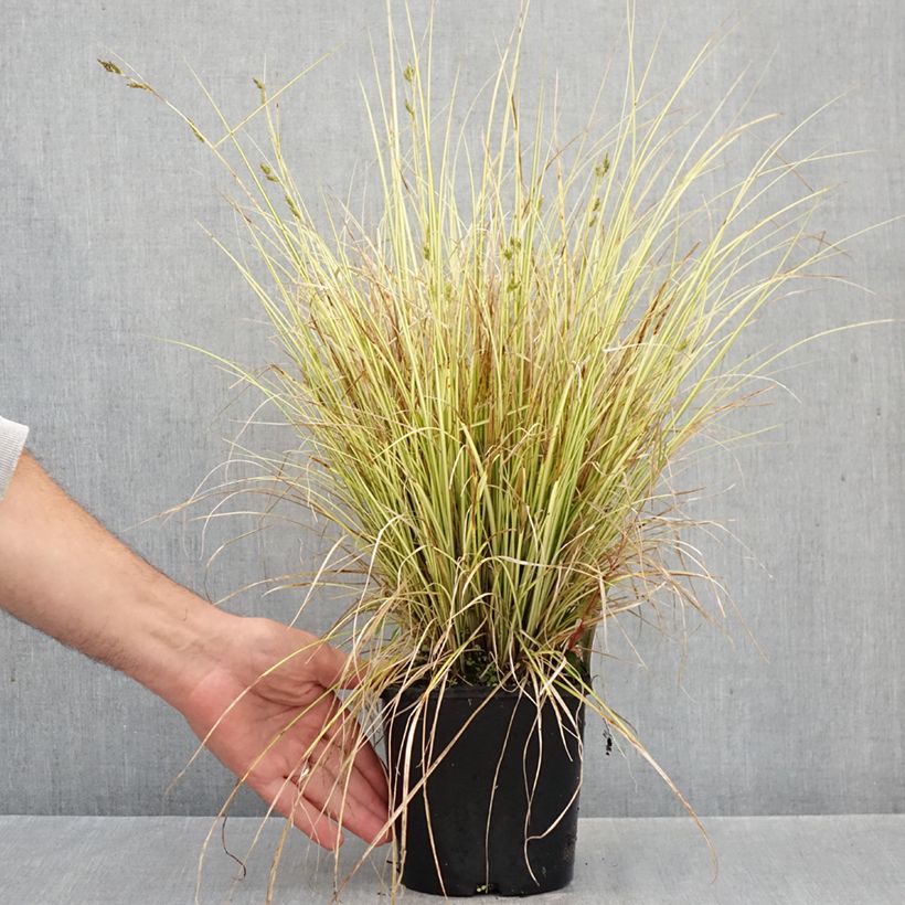 Exemplaar van Carex brunnea Jenneke - Bonte zegge Pot van 2 l/3 l zoals geleverd in de herfst