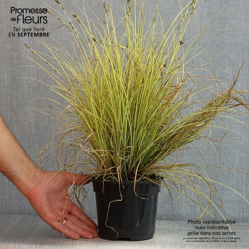 Exemplaar van Carex brunnea Jenneke - Bonte zegge Pot van 2 l/3 l zoals geleverd in de zomer