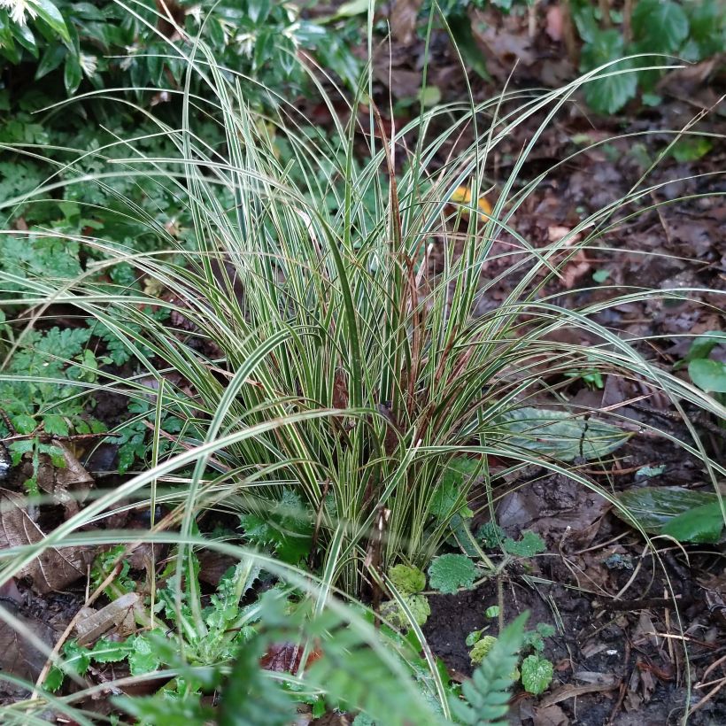 Carex brunnea Variegata - Bonte zegge (Blad)