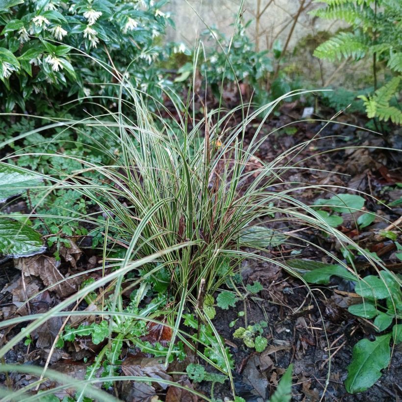 Carex brunnea Variegata - Bonte zegge (Groeiplaats)