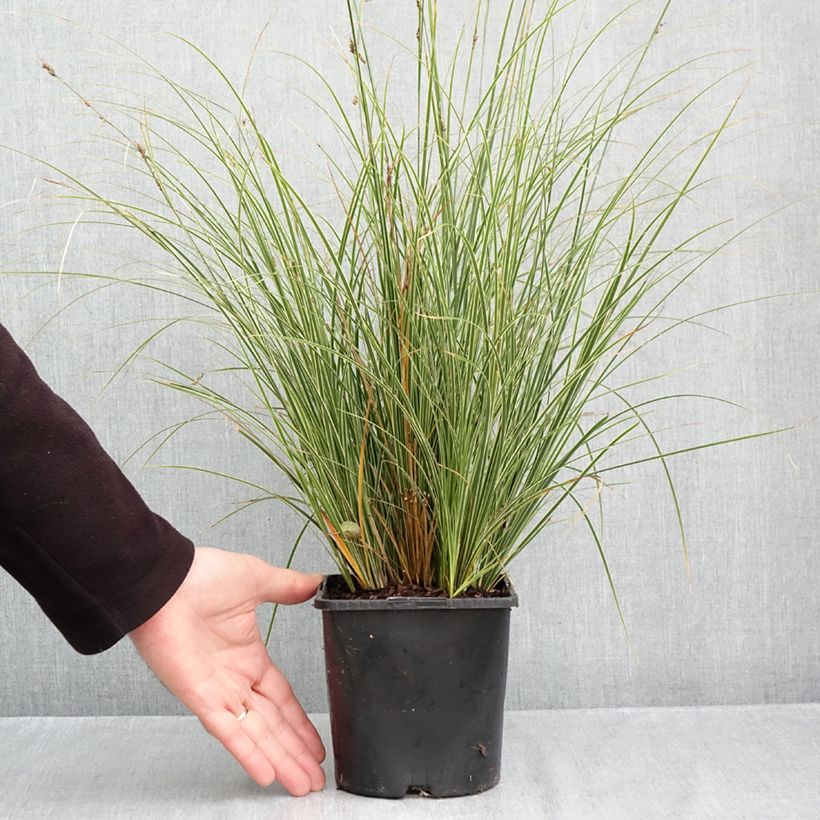 Exemplaar van Carex brunnea Variegata - Bonte zegge Pot van 2 l/3 l zoals geleverd in de herfst