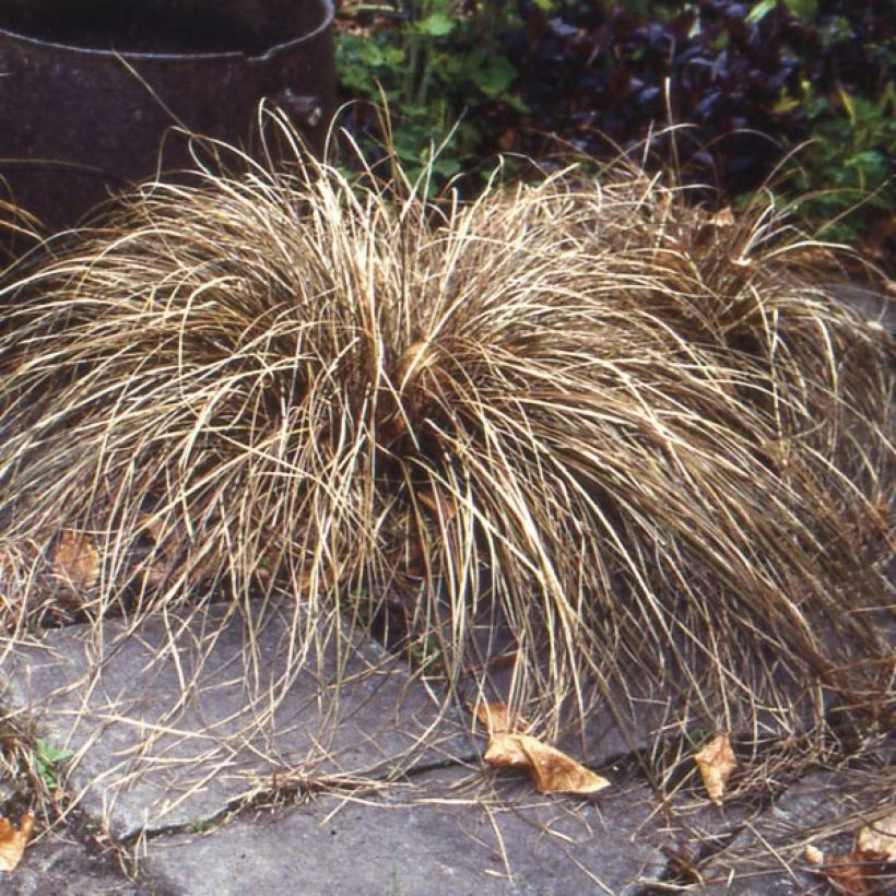 Carex buchananii - Rode zegge (Groeiplaats)