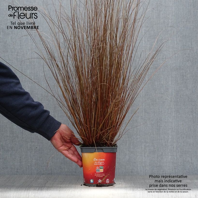 Exemplaar van Carex buchananii - Rode zegge Pot van 2 l/3 l zoals geleverd in de herfst