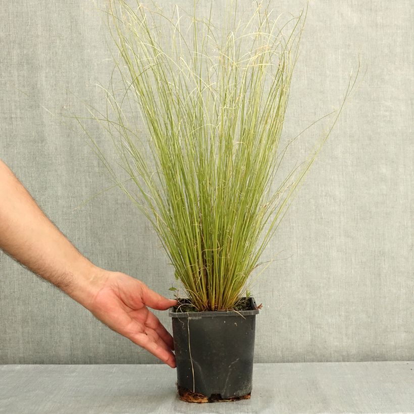 Exemplaar van Carex buchananii Green Twist - Rode zegge Pot van 1,5 l/2 l zoals geleverd in de zomer