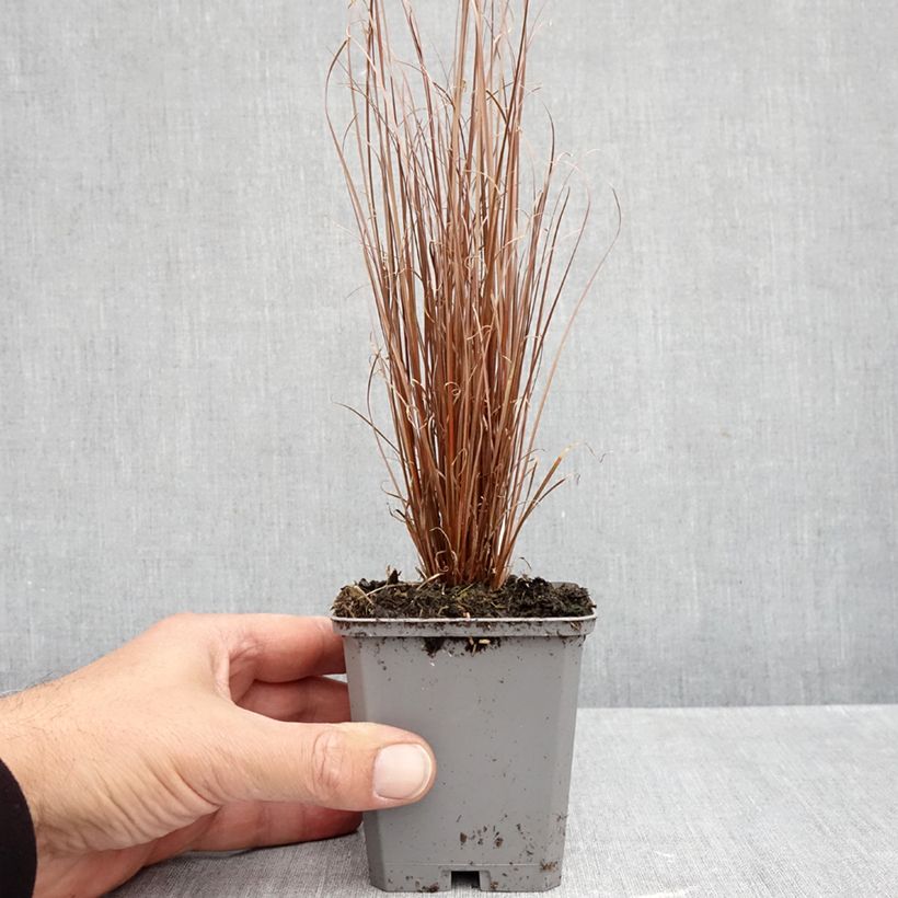Exemplaar van Carex buchananii Red Rooster - Rode zegge Kweekpotje van 8/9 cm zoals geleverd in de herfst