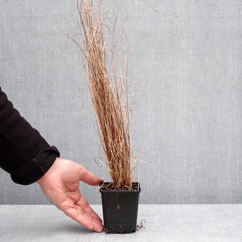 Exemplaar van Carex buchananii Red Rooster - Laîche de Buchanan Godet de 8/9 cm zoals geleverd in de winter
