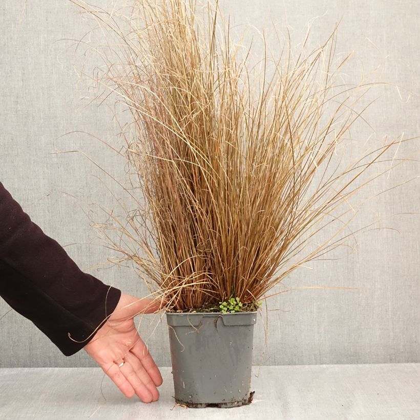 Exemplaar van Carex buchananii Red Rooster - Rode zegge Pot van 2 l/3 l zoals geleverd in de herfst