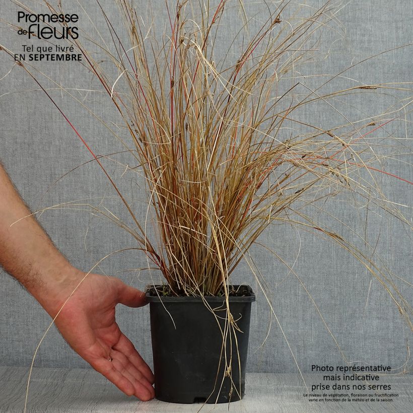 Exemplaar van Carex buchananii Red Rooster - Rode zegge Pot van 2 l/3 l zoals geleverd in de zomer
