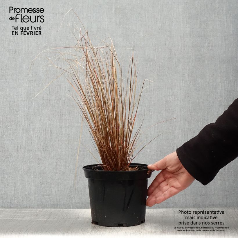 Exemplaar van Carex buchananii Red Rooster - Laîche de Buchanan Pot de 2L/3L zoals geleverd in de winter