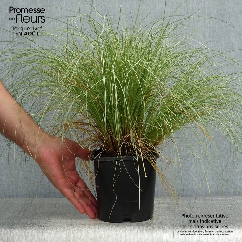 Exemplaar van Carex comans Frosted Curls - Zegge Pot van 2 l/3 l zoals geleverd in de zomer