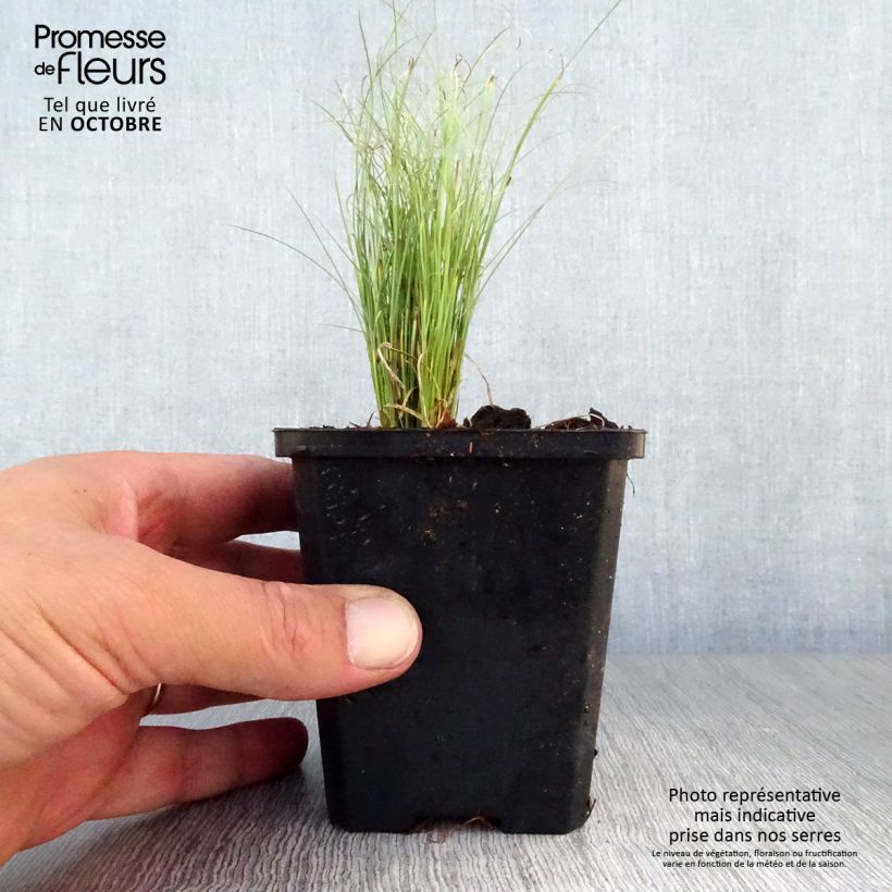 Exemplaar van Carex comans Frosted Curls - Zegge Kweekpotje van 8/9 cm zoals geleverd in de herfst