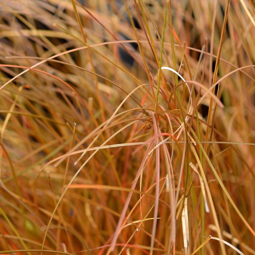Carex comans Bronze Form - Zegge (Blad)