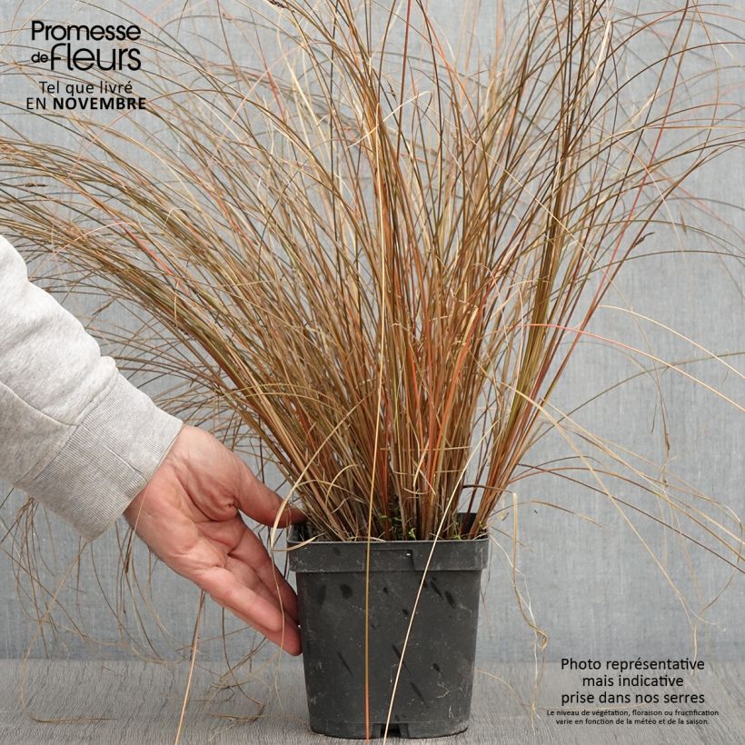 Exemplaar van Carex comans Milk Chocolate - Zegge Pot van 2 l/3 l zoals geleverd in de herfst