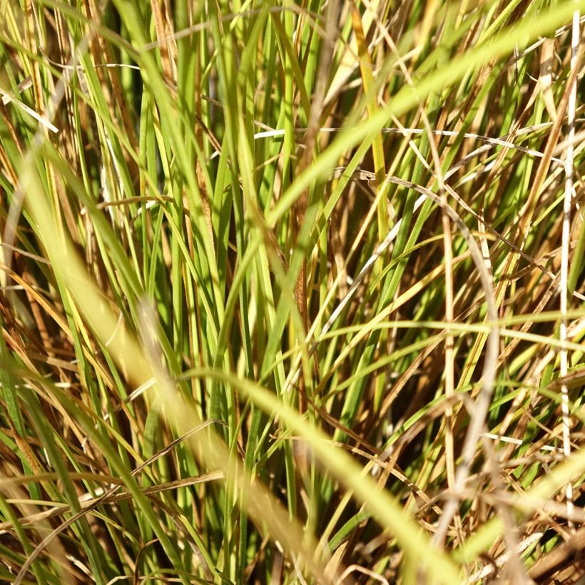 Carex comans Phoenix Green - Zegge (Blad)