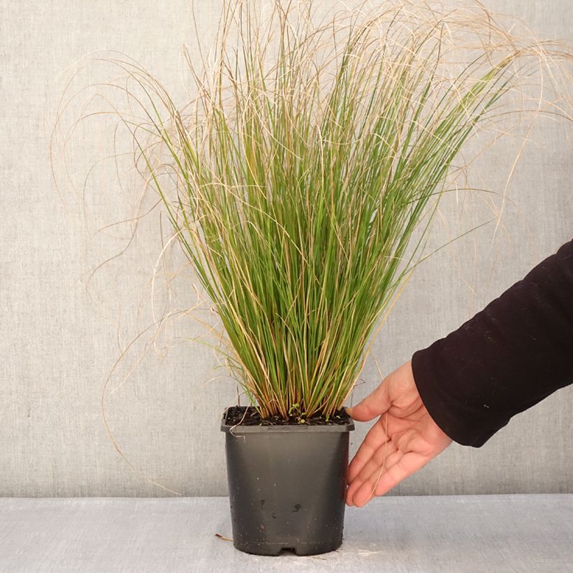 Exemplaar van Carex comans Phoenix Green - Zegge Pot van 1,5 l/2 l zoals geleverd in de winter