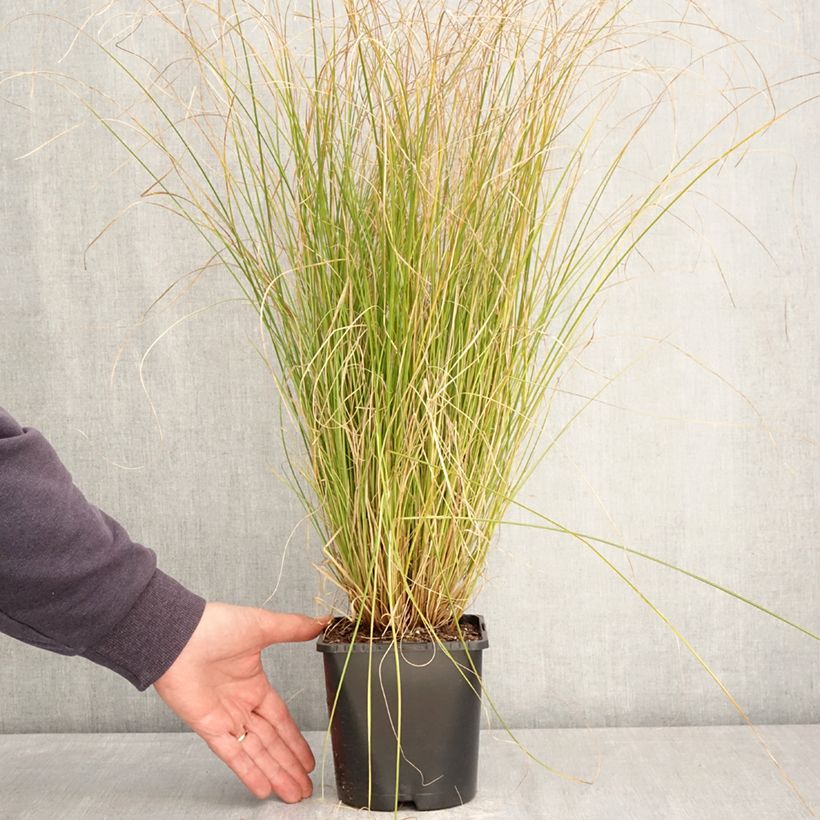 Exemplaar van Carex comans Phoenix Green - Zegge Pot van 1,5 l/2 l zoals geleverd in de lente