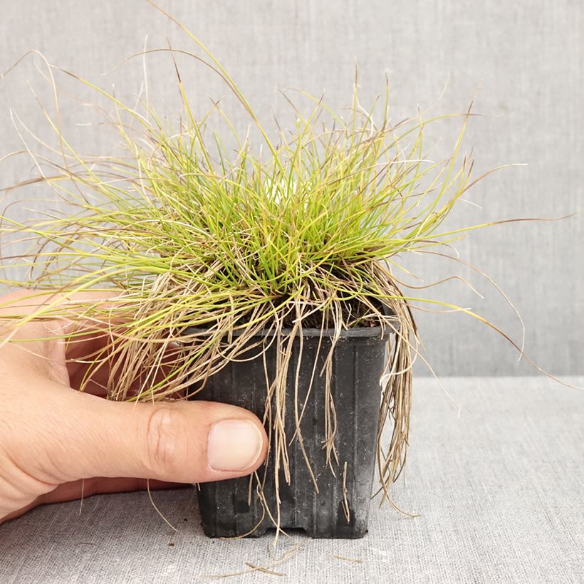 Exemplaar van Carex davalliana - Zegge Kweekpotje van 8/9 cm zoals geleverd in de herfst
