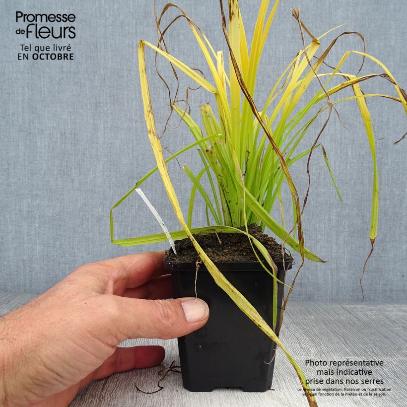 Exemplaar van Carex elata Aurea - Goudgerande zegge Kweekpotje van 8/9 cm zoals geleverd in de herfst