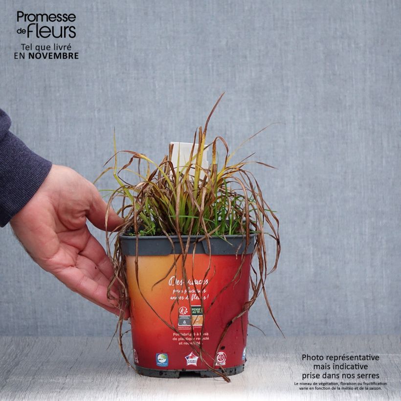 Exemplaar van Carex elata Aurea - Goudgerande zegge Pot van 2 l/3 l zoals geleverd in de herfst