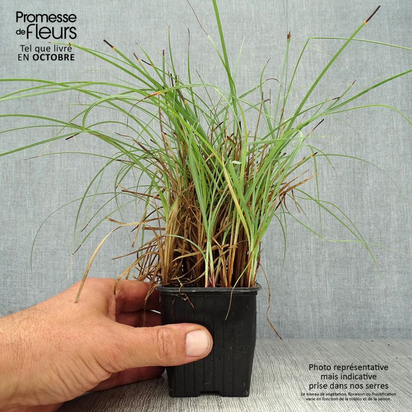 Exemplaar van Carex flacca Blue Zinger - Zeegroene zegge Kweekpotje van 8/9 cm zoals geleverd in de herfst