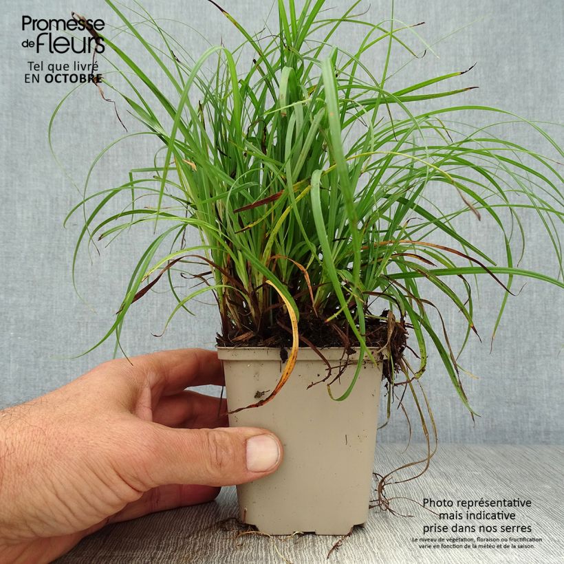 Exemplaar van Carex flacca - Zeegroene zegge Kweekpotje van 8/9 cm zoals geleverd in de herfst