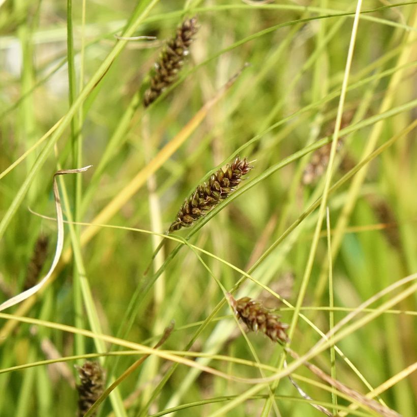 Carex flagellifera Kiwi - Zegge (Bloei)