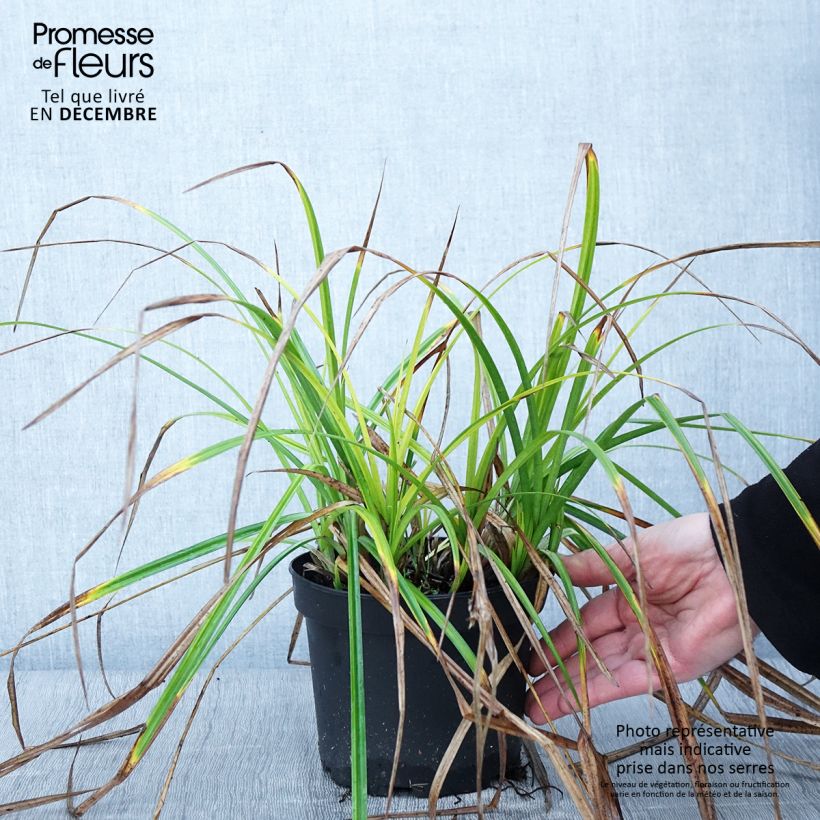 Exemplaar van Carex grayi - Laîche massue Pot de 2L/3L zoals geleverd in de herfst