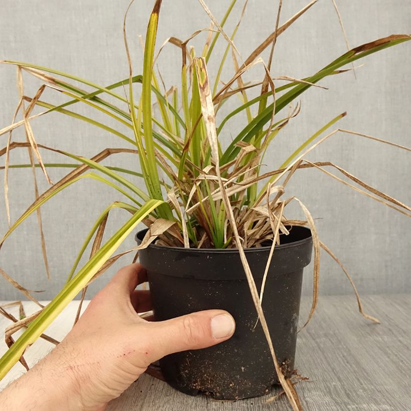 Exemplaar van Carex grayi - Morgensterzegge Pot van 2 l/3 l zoals geleverd in de lente