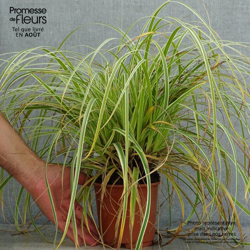 Exemplaar van Carex Feather Falls - Zegge Pot van 1 l/1,5 l zoals geleverd in de zomer