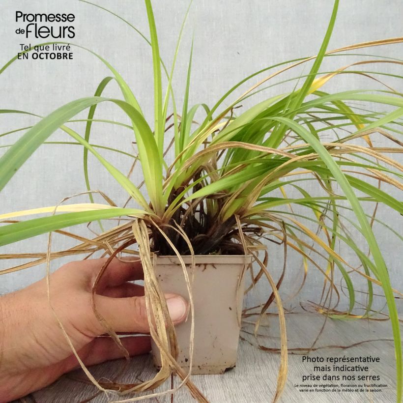 Exemplaar van Carex Feather Falls - Zegge Kweekpotje van 8/9 cm zoals geleverd in de herfst